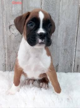 Greta