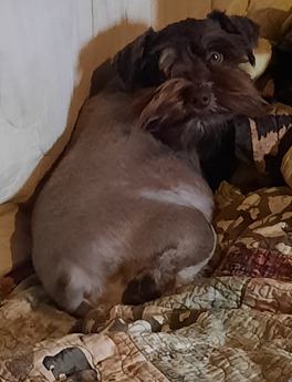 Hank