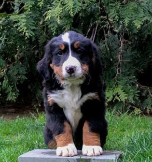 Harper