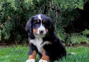 Harper