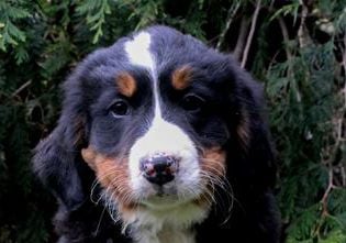 Harper