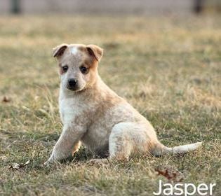 Jasper