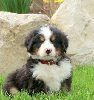 Jasper