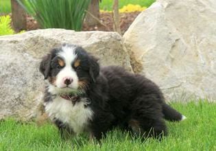Jasper