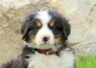 Jasper