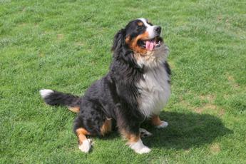Jasper
