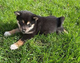Josie