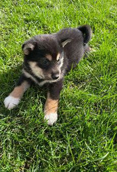 Josie