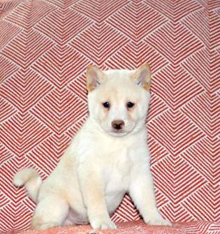 Lucas