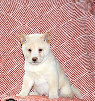 Lucas