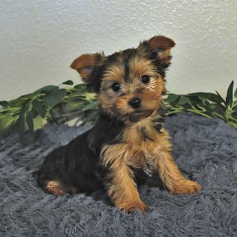 Milo