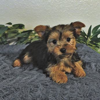 Milo