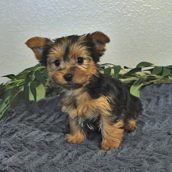 Milo
