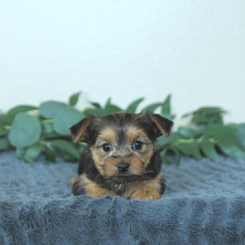 Milo