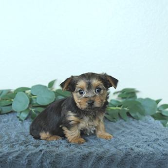 Milo