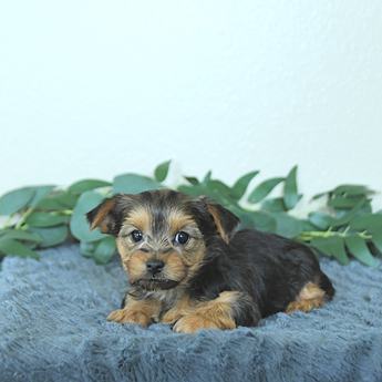 Milo