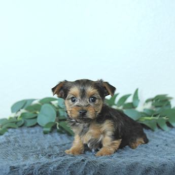 Milo