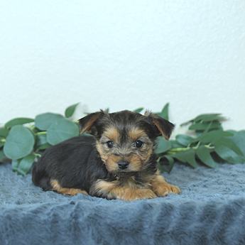 Milo