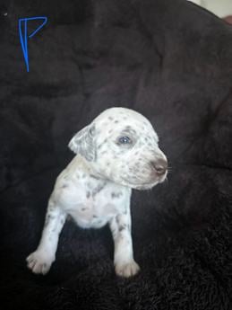 Pepper