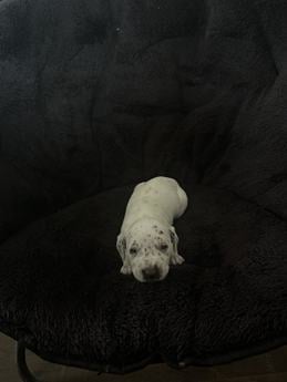 Pepper