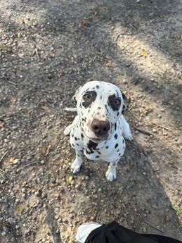 Pepper