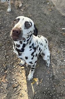 Pepper