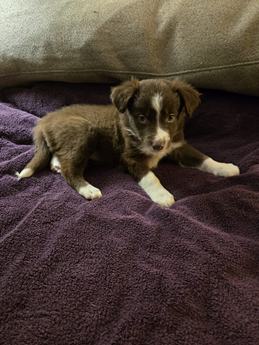 Puppy 6