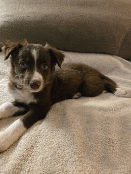 Puppy 6