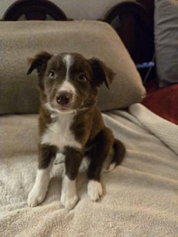 Puppy 6