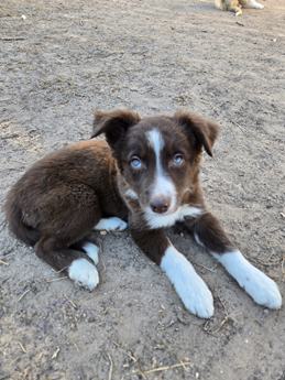 Puppy 6
