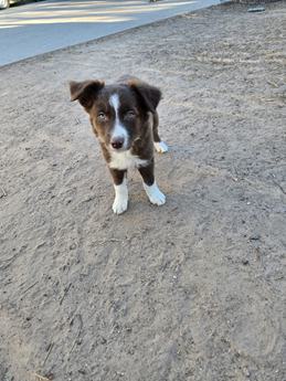 Puppy 6