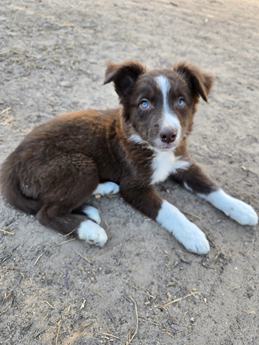 Puppy 6