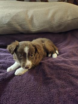 Puppy 6