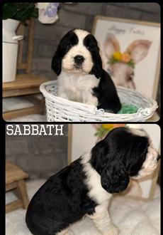 Sabbath
