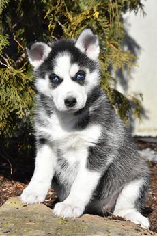 Sawyer