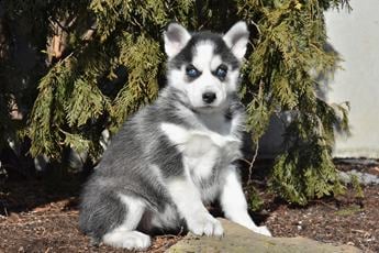 Sawyer
