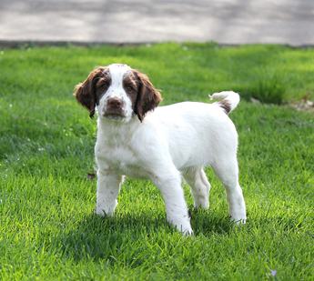 Springer