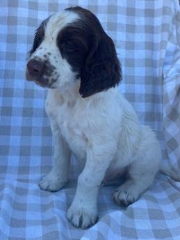 Springer