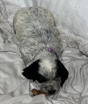 Stella