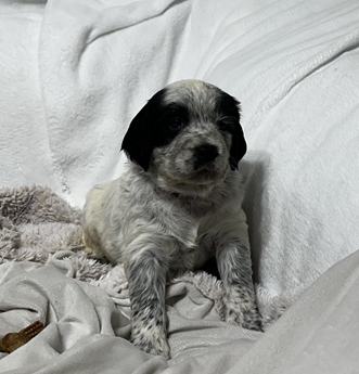 Stella