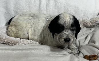 Stella