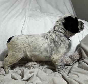 Stella