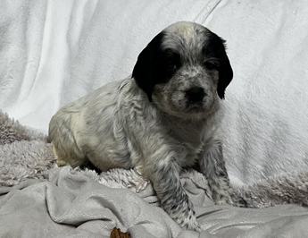 Stella