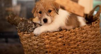 Teddy