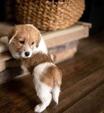 Teddy