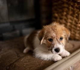 Teddy