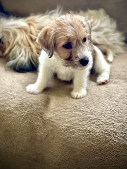 Teddy