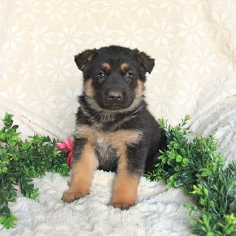 Tucker