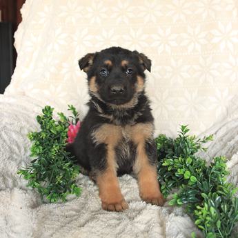 Tucker