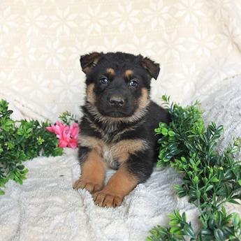 Tucker